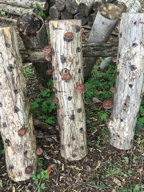 Shiitake Log