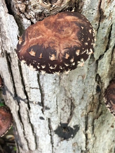 Shiitake