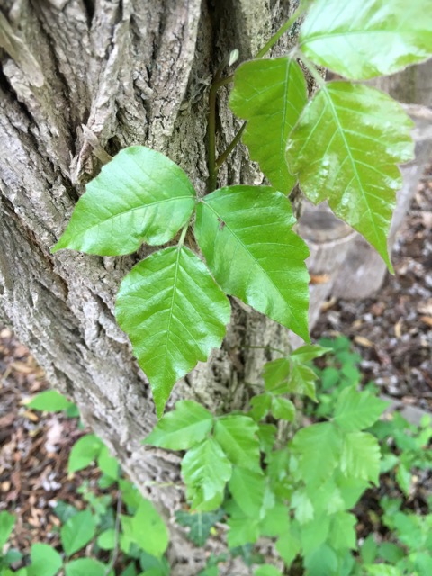 Forest Garden Design and Care