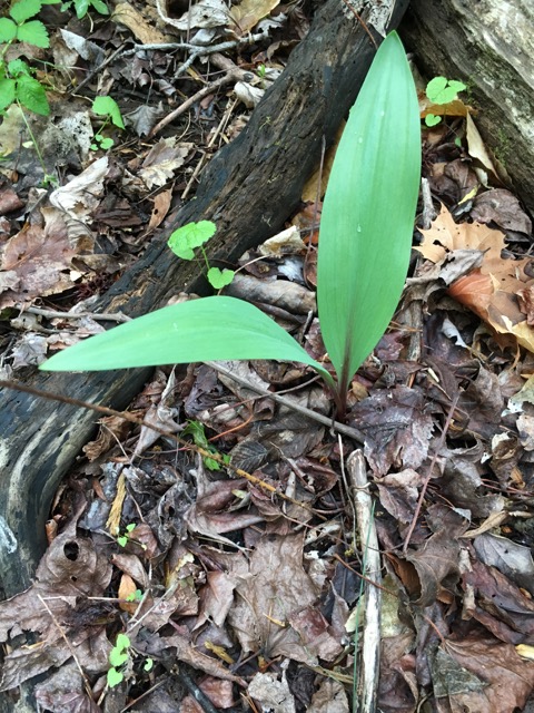 Forest Floor Plants