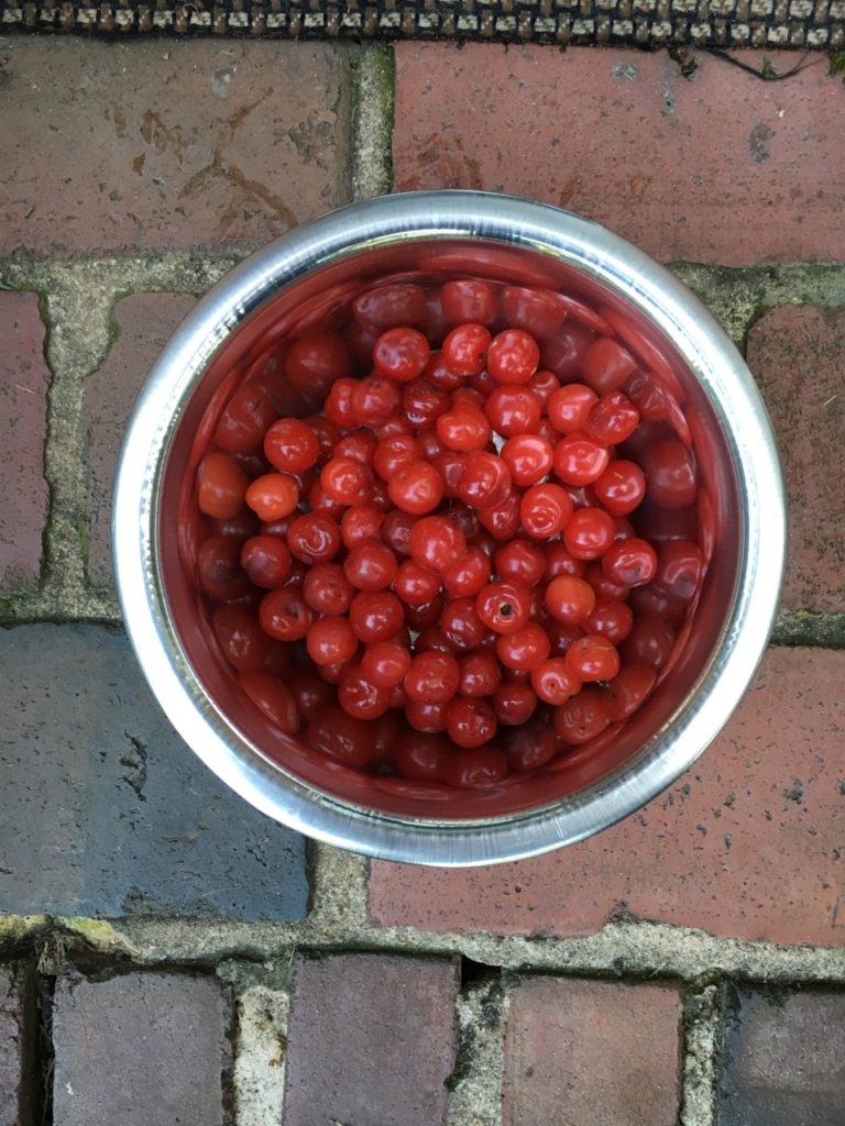 Unusual Edible Plants - Nanking Bush Cherries