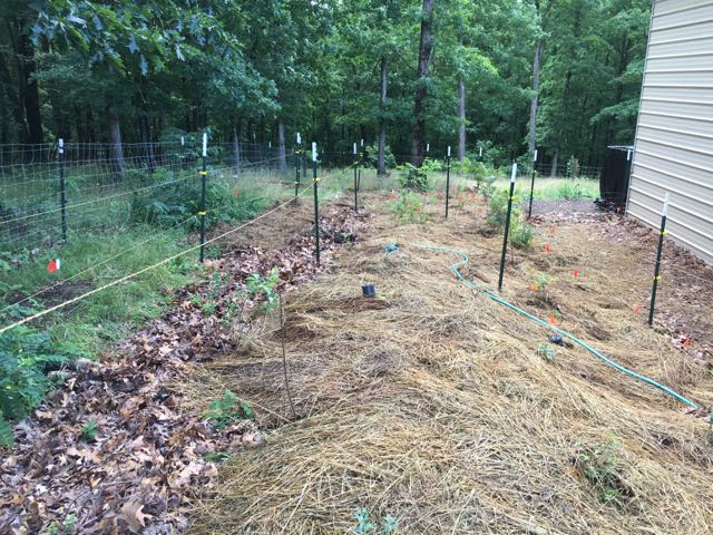 A Budding New Food Forest Update East