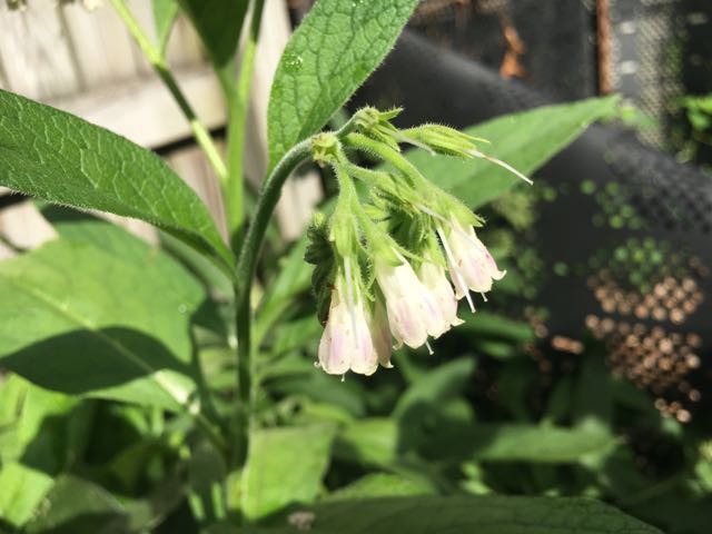 Trimming Comfrey for Mulch - Flowers