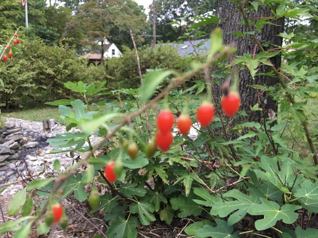 Harvesting Goji Berry | Wolfberry | Lycium barbarum