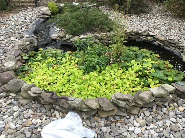 How to Prepare a Fish Pond for Winter