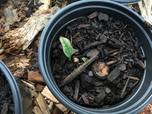 Propagating Comfrey