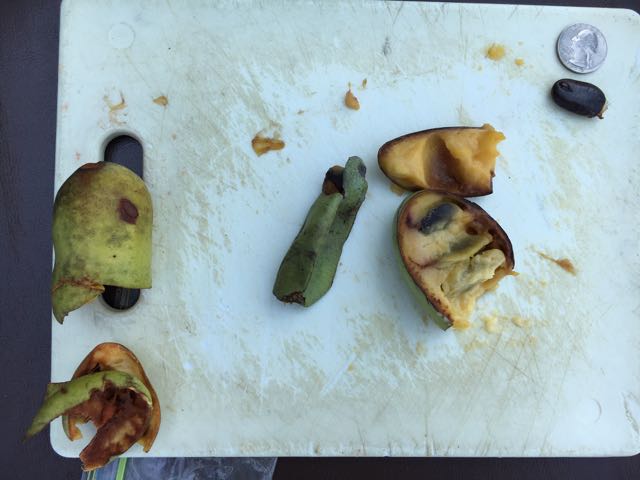 How To Collect Save And Store Paw Paw Seeds Great Escape Farms