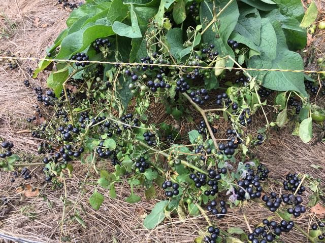 How to Harvest Garden Huckleberry