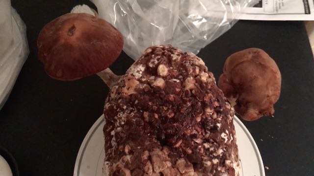 Shiitake Mushroom Growing Kit Product Review