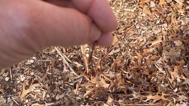 Sustainable Homesteading in Maryland Part 1 - Blueberry bud