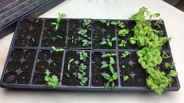 Indoor Plantings Update - Seedlings