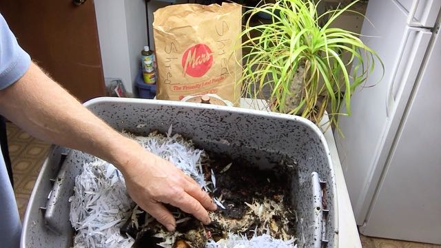Red Wiggler Worm Compost Bin Update