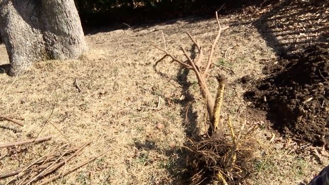 Permaculture and Homesteading Q and A Series No1 - Transplanting Trees by Hand