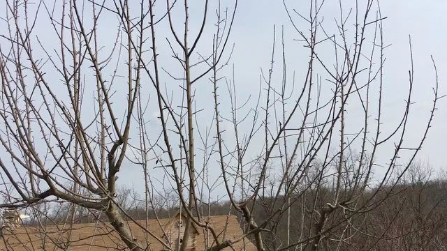 Pruning Overgrown Apple Trees - After Prune