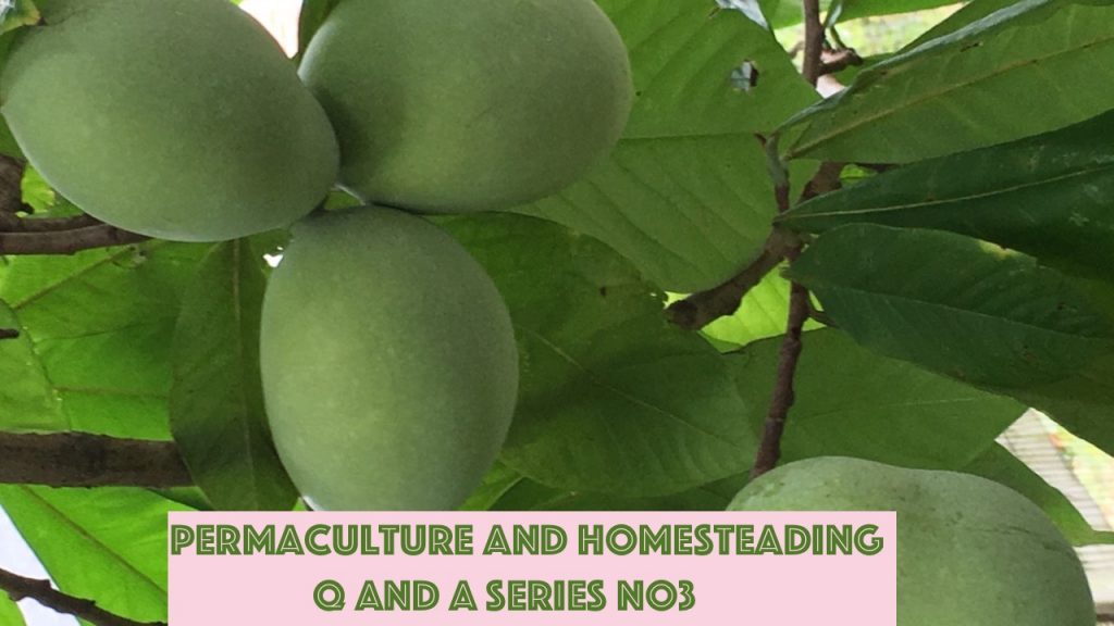 Permaculture and Homesteading Q and A Series No3 - Planting Paw Paw Seeds