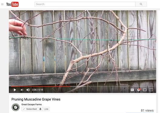Pruning Muscadine Grape Vines - video