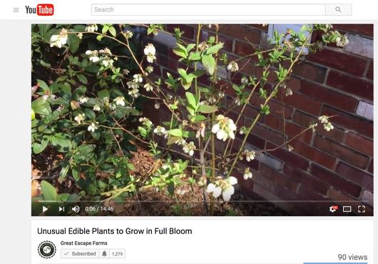 Unusual Edible Plants to Grow in Full Bloom - The Video
