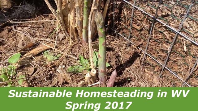 Sustainable Homesteading in WV Spring 2017
