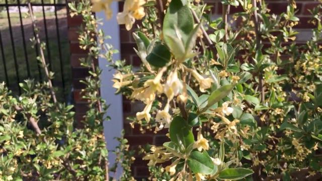 Unusual Edible Plants to Grow in Full Bloom - Goumi