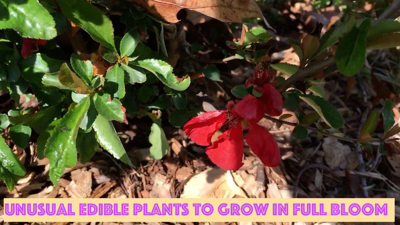 Unusual Edible Plants to Grow in Full Bloom - Quince