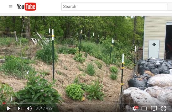 Food Forest Weeding - Video