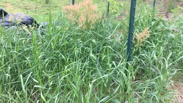 Food Forest Weeding - Weeds