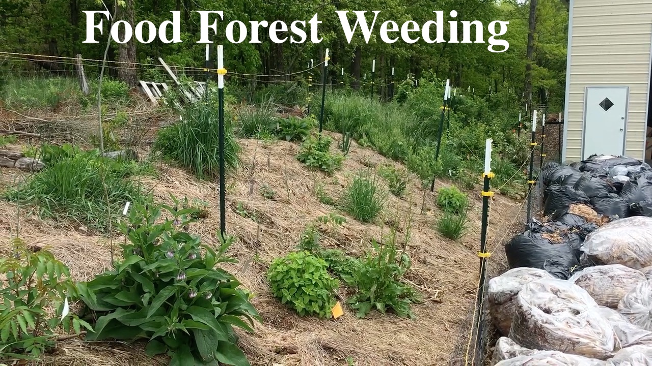 Food Forest Weeding