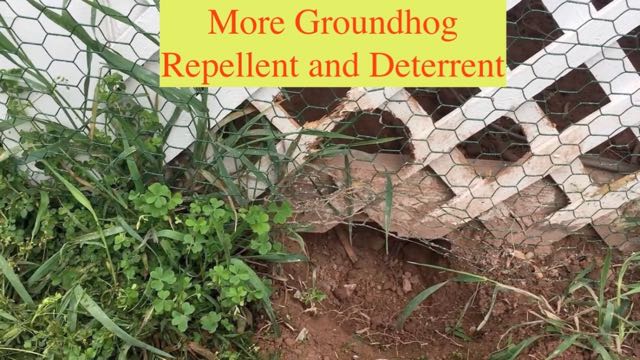More Groundhog Repellent and Deterrent