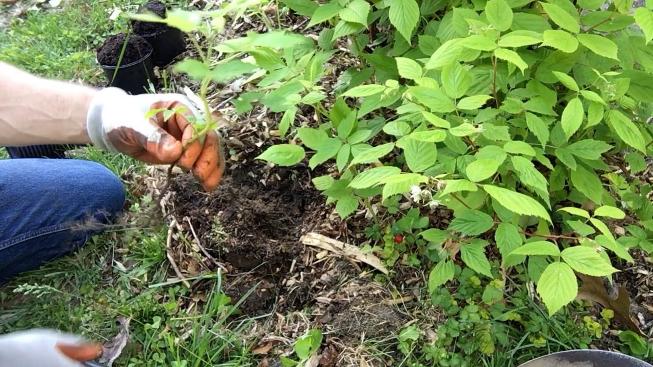 Propagating Raspberries from Primocanes A How To