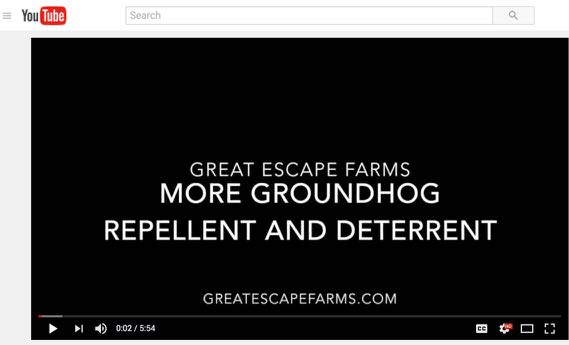 More Groundhog Repellent and Deterrent - Video