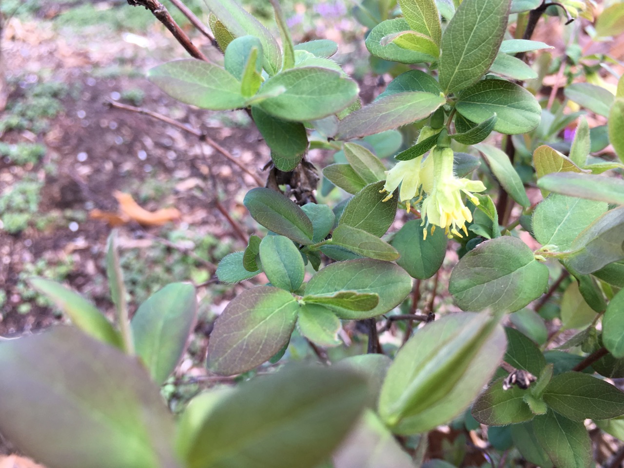 Harvesting Honeyberry Haskap Lonicera caerulea - Bloom