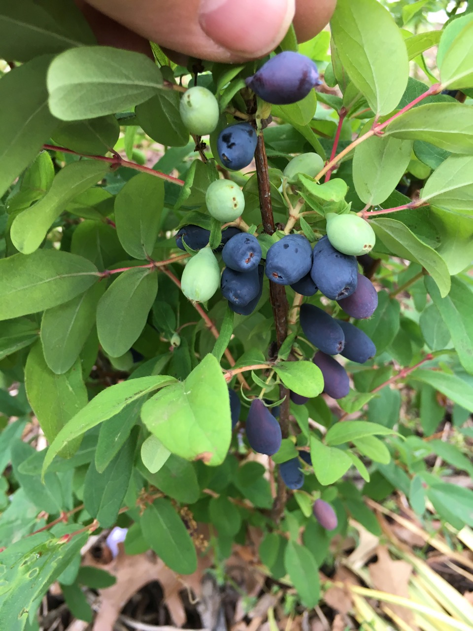 Harvesting Honeyberry Haskap Lonicera caerulea - Fruit