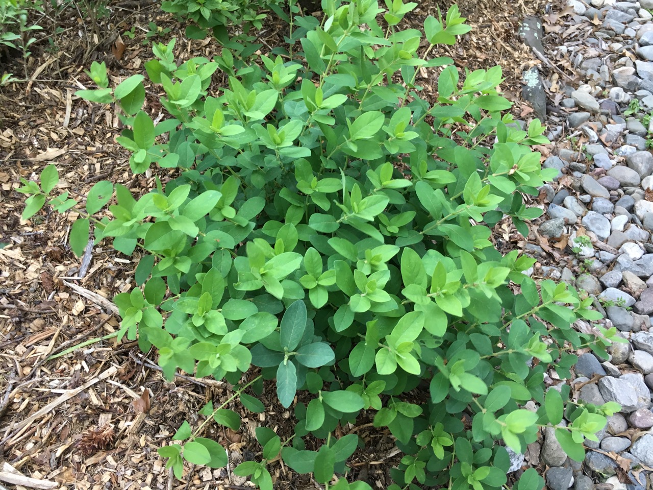 Harvesting Honeyberry Haskap Lonicera caerulea - Plant