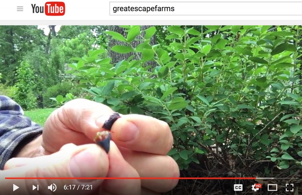 Harvesting Honeyberry Haskap Lonicera caerulea YouTube