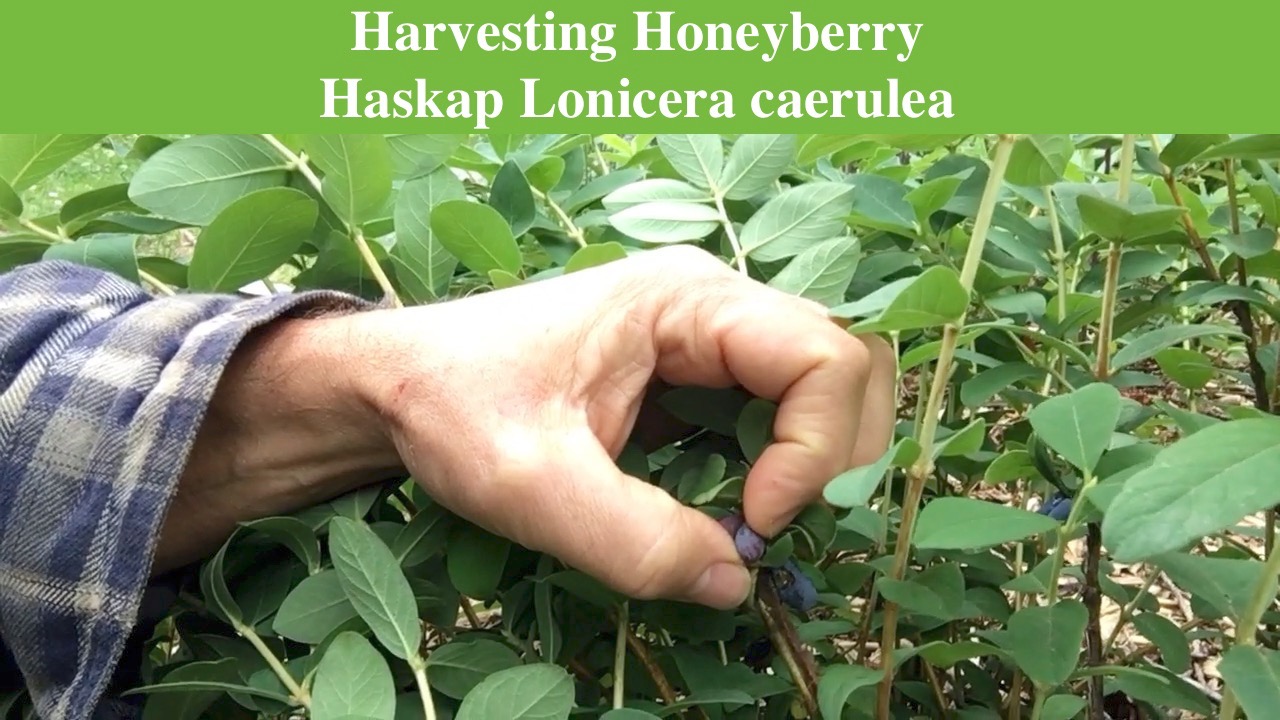 Harvesting Honeyberry Haskap Lonicera caerulea