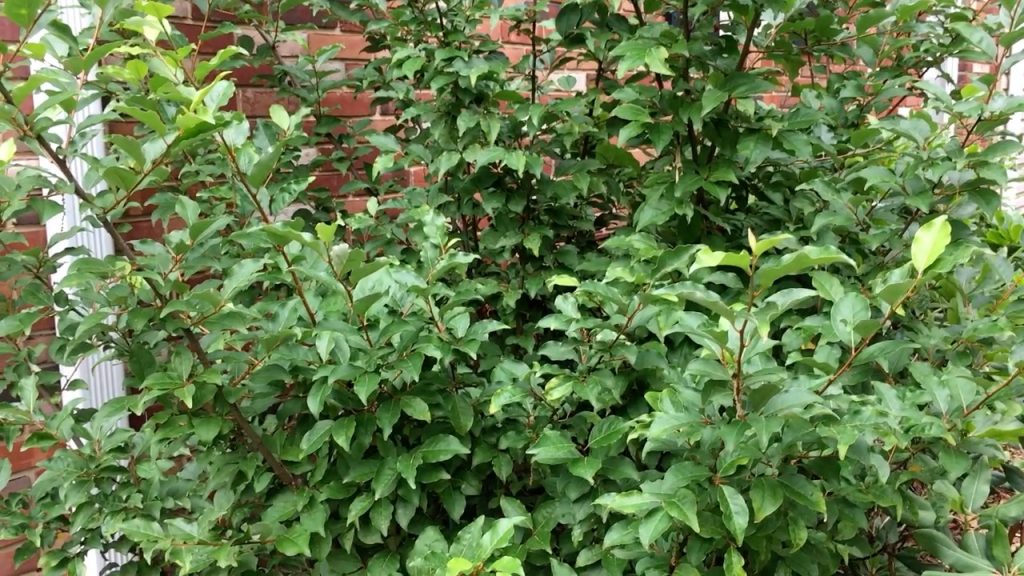 Sweet Scarlet Goumi Berry Harvesting Bush