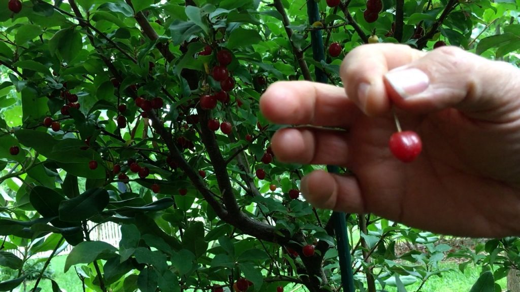 Sweet Scarlet Goumi Berry Harvesting Fruit 2