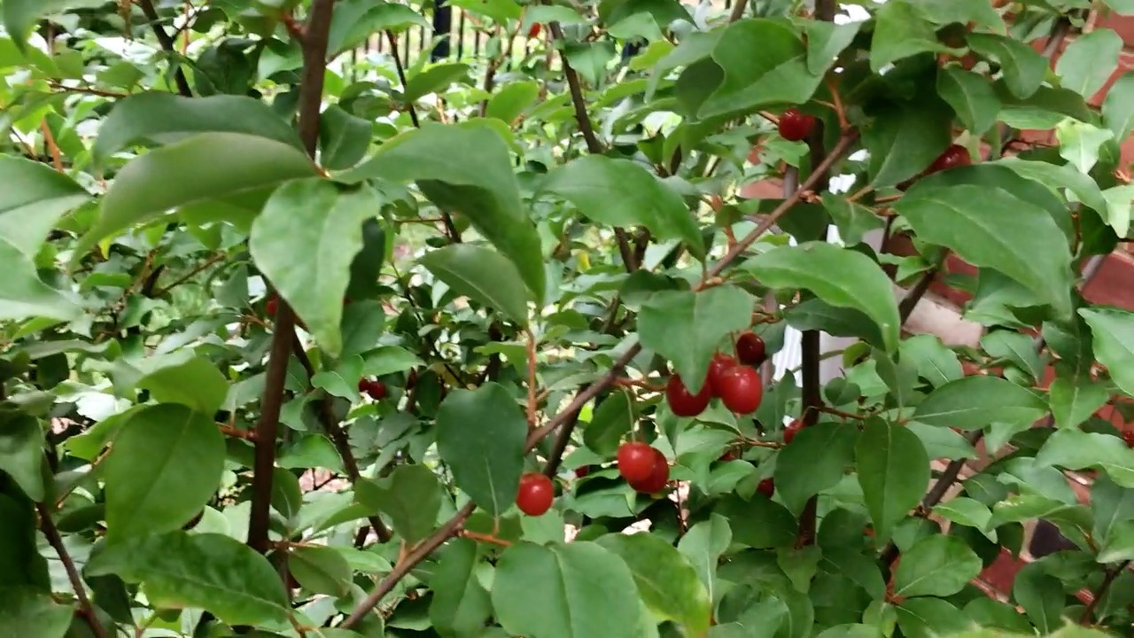Sweet Scarlet Goumi Berry Harvesting Fruit 3