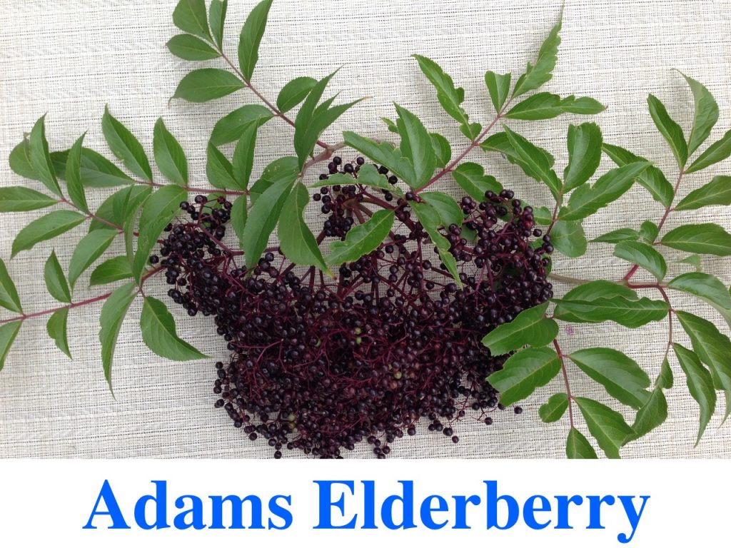 Elderberries For Sale at Great Escape NurseryCall to reserve yours Today