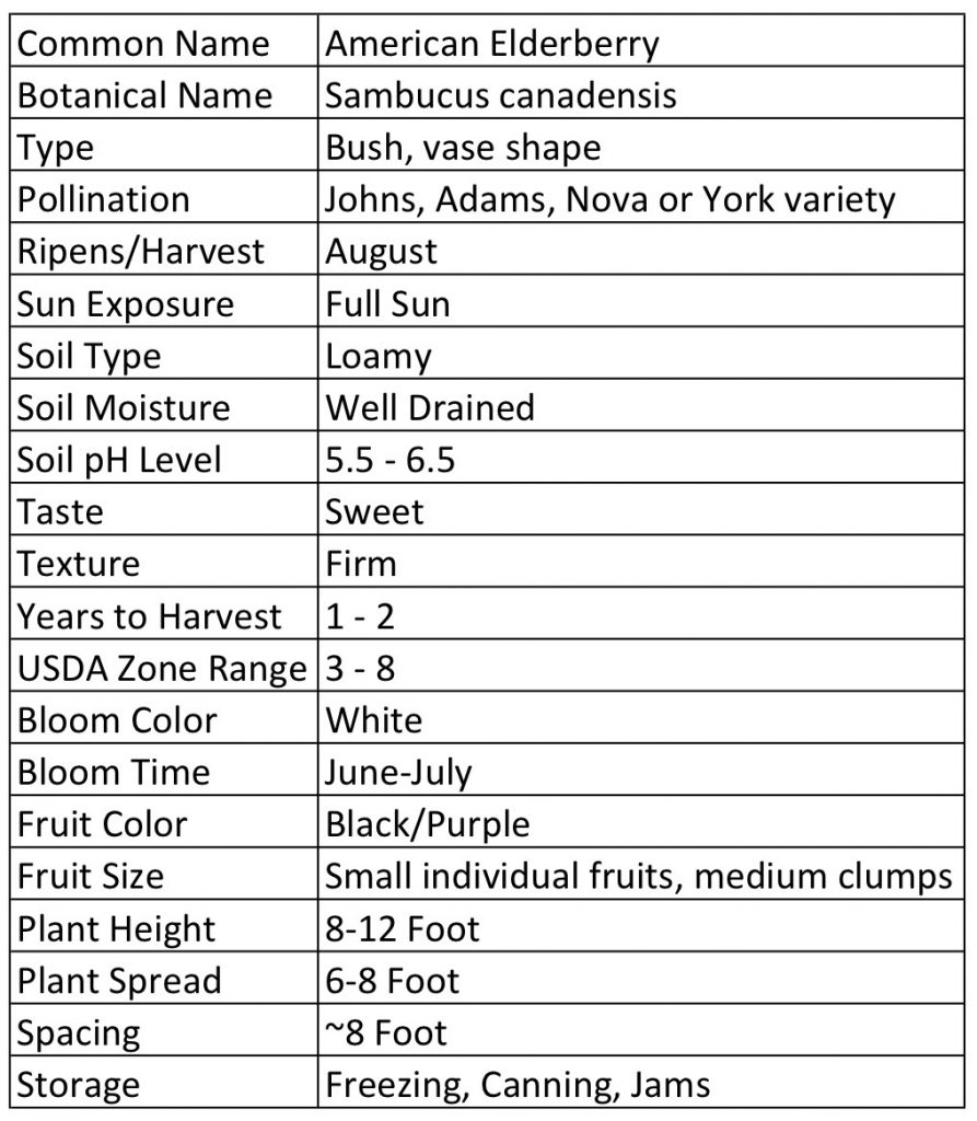 American Elderberry Plants for Sale