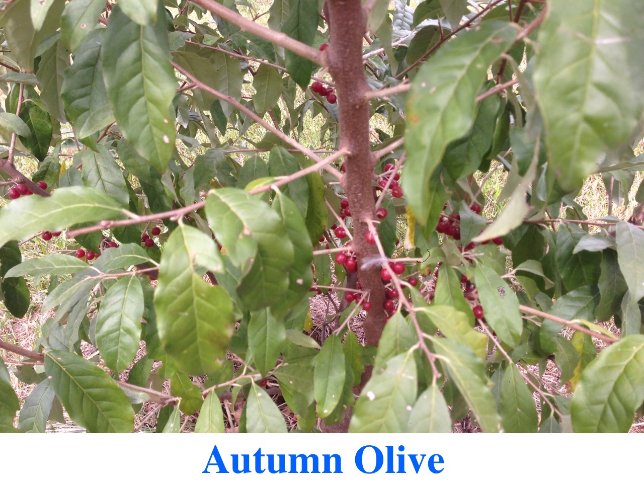 Autumn Olive Shrub Layer Forest Design Plants