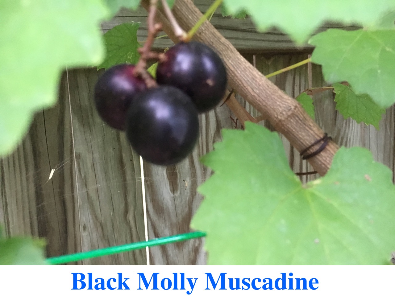 Black Molly Muscadines for Sale