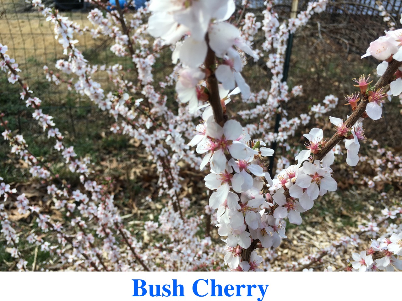 Bush Cherry for Sale