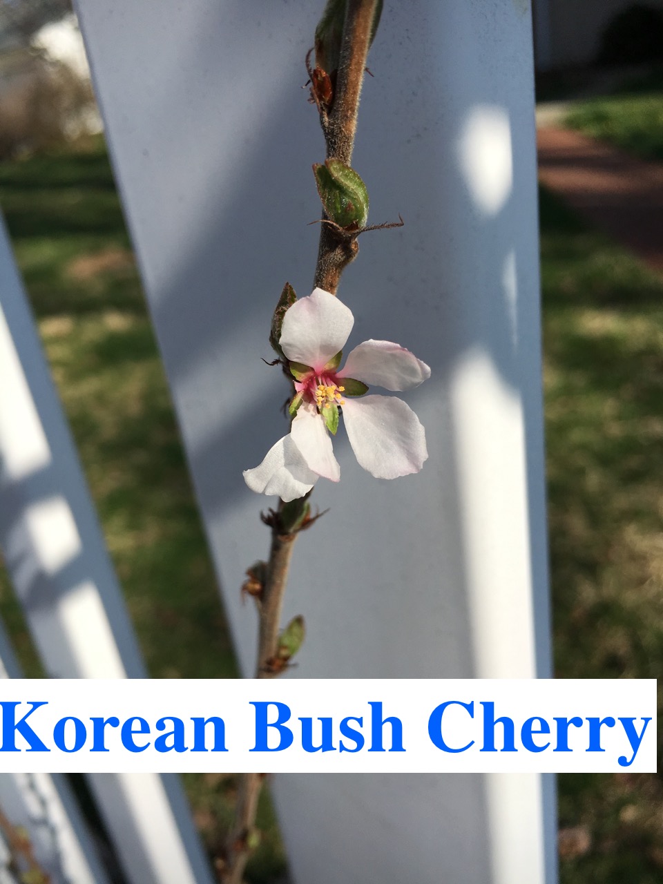 Korean Bush Cherry