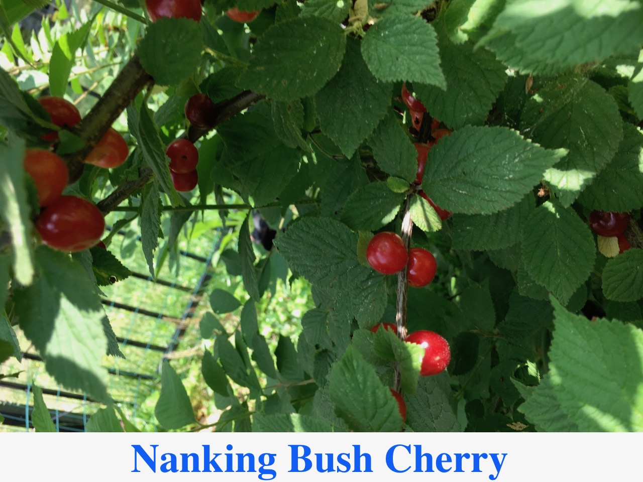 Red Nanking Bush Cherry