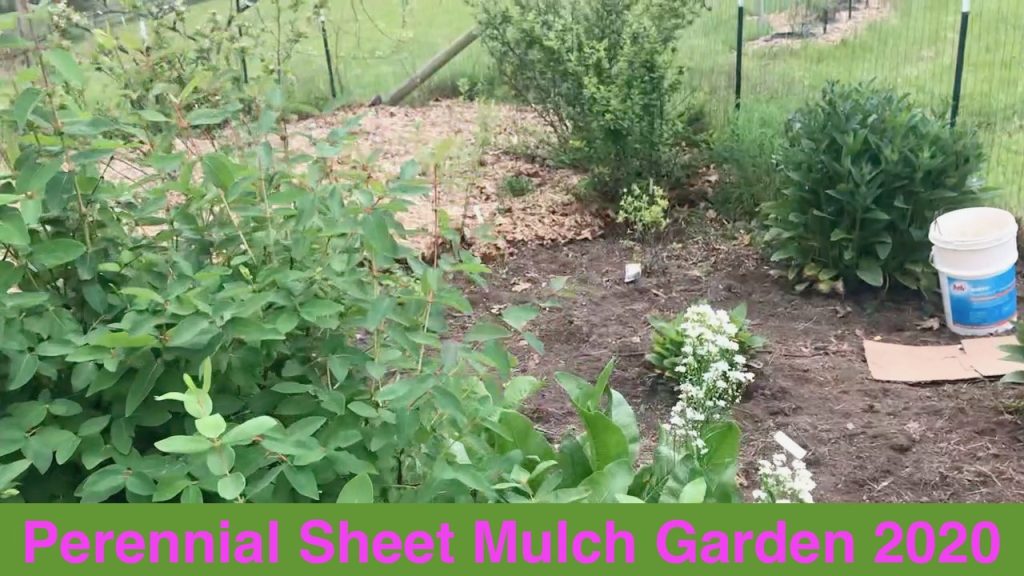 Perennial Sheet Mulch Garden 2020 - The Down and Dirty