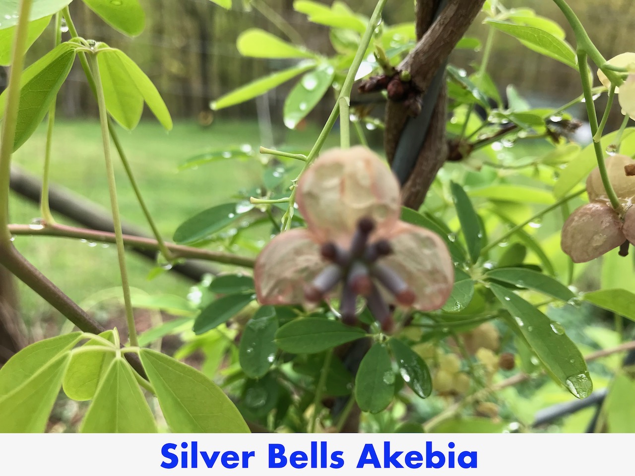 Silver Bells Akebia