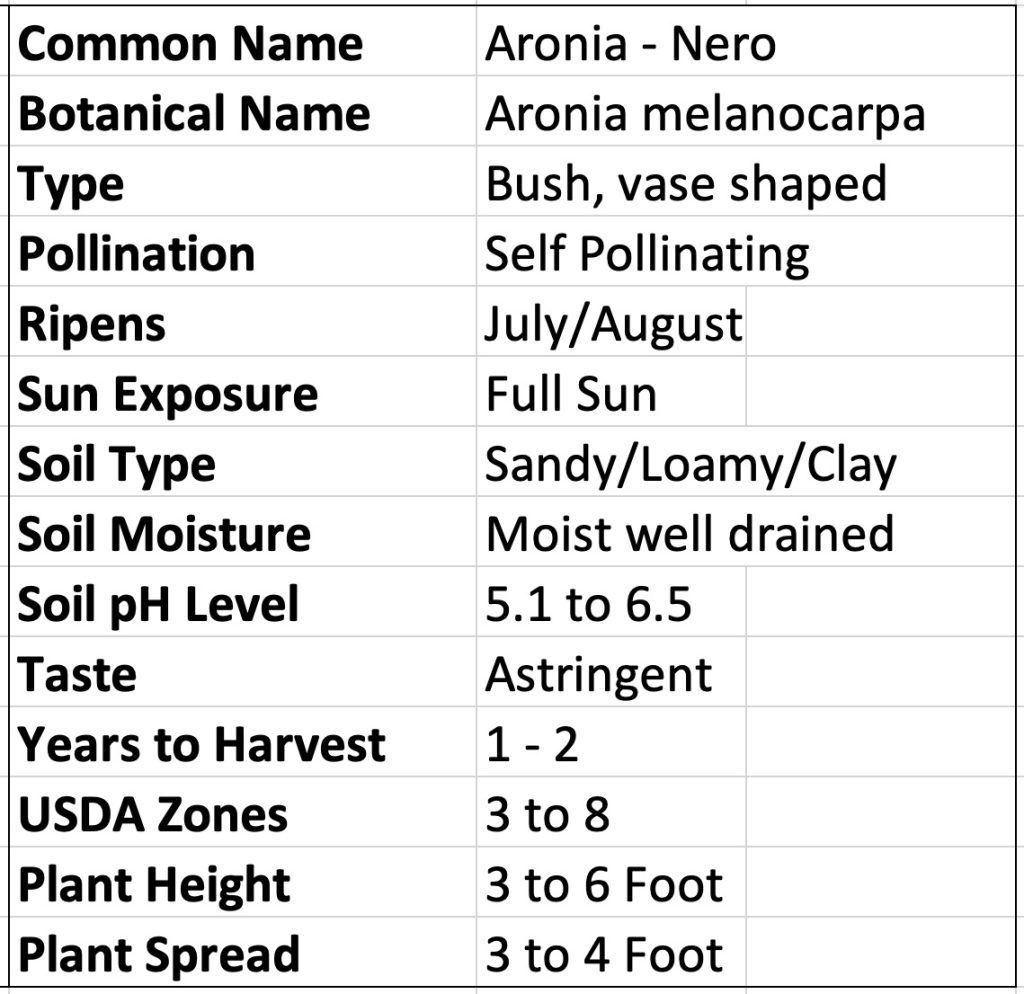 Nero Aronia Plant