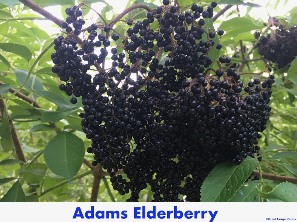 Adams Elderberry Plants for Sale at Great Escape Nursery