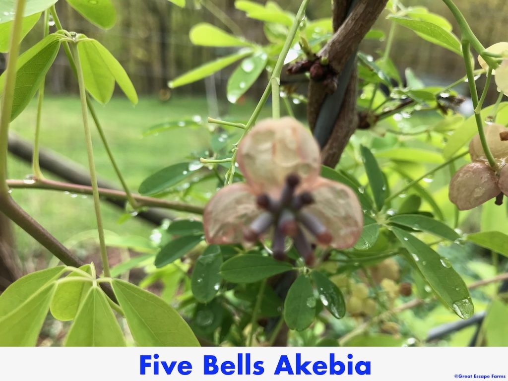 Five Bells Akebia